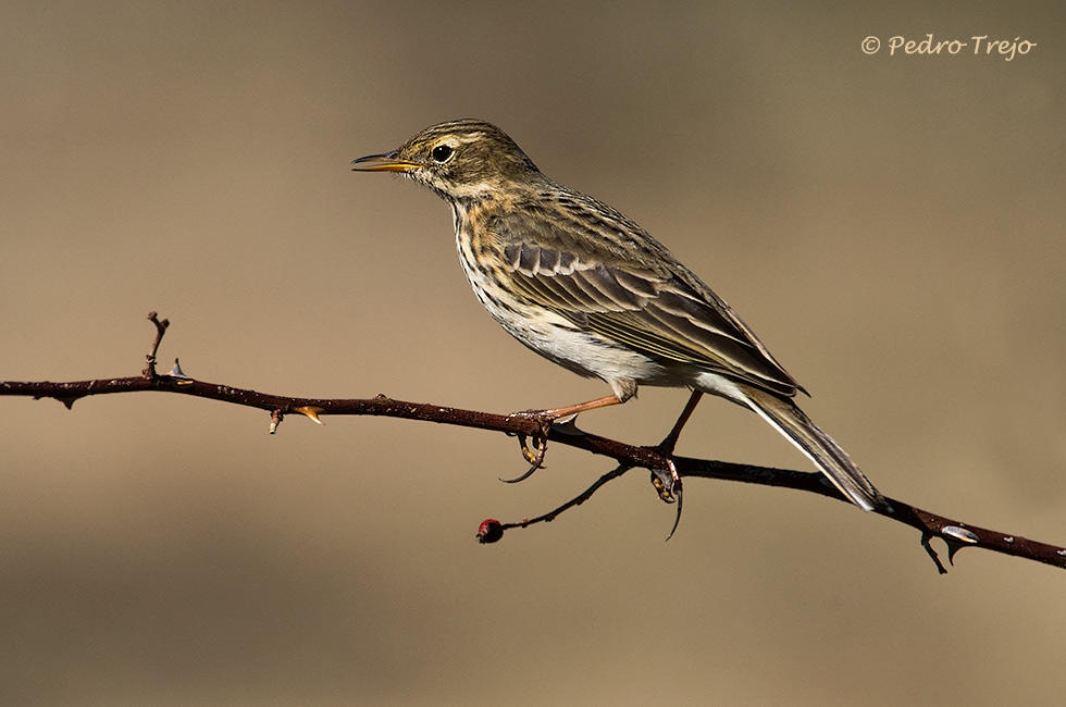 Bisbita común (Anthus pratensis)